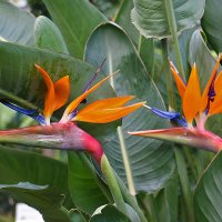 Парочка райских птиц :: Светлана 