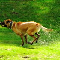Выбежал из воды :: Андрей Снегерёв