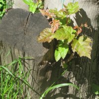 Пенёк и росток :: Дмитрий Никитин