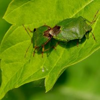 из снятого сегодня  3 :: Александр Прокудин
