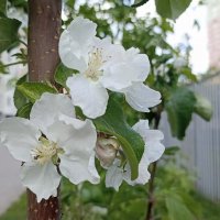 Яблоня у дома :: Татьяна Тюменка