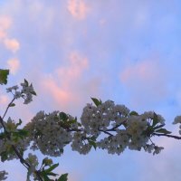 Вишня :: Сапсан 