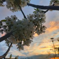 Вишня на закате :: Сапсан 