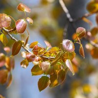 *** :: Виктор Иванович Чернюк