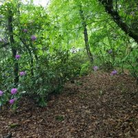 РОДОДЕНДРОН :: Tata Wolf