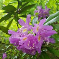 РОДОДЕНДРОН :: Tata Wolf РОДОДЕНДРОН :: Tata Wolf