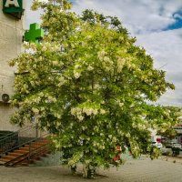 Акация :: Анатолий Чикчирный