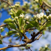 Весна :: Петр 