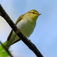 ** :: Виталий Емельянов ** :: Виталий Емельянов