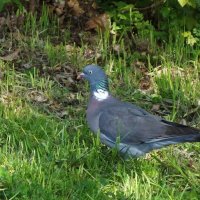 Вяхирь :: Рита Симонова