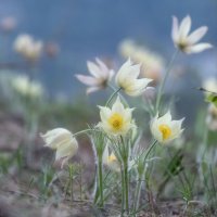 Весенний вальс :: Марина Фомина.