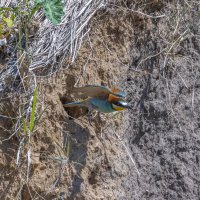 золотистые щурки :: юрий макаров