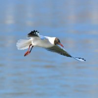 Чайка озёрная :: Константин Анисимов