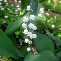 Ландыш :: Елена Семигина Ландыш :: Елена Семигина