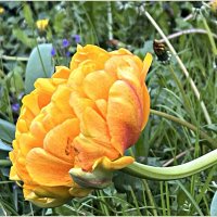 Солнечный. :: Валерия Комова