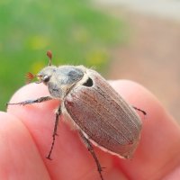 Мои любимые жуки :: светлана льдокова