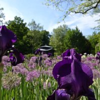 ...расцветает ирис лиловый - вот он, образ нашего мира... Нисимура Ёкити :: Галина 