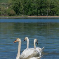 На троих соображают :: Игорь Сикорский