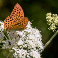 Бабочка модель :: Alexandеr P