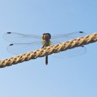 Стрекоза :: Сергей Швечков Стрекоза :: Сергей Швечков