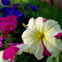 Петуньи :: Сергей Швечков