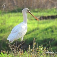 Колпица :: Николай Волков