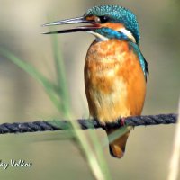Обыкновенный зимородок :: Николай Волков Обыкновенный зимородок :: Николай Волков
