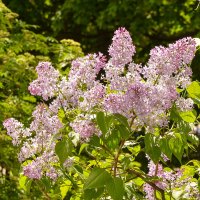 Цветы мая :: Oleg4618 Шутченко