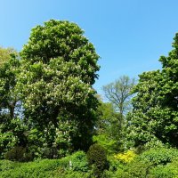 Весна в парке Брюссель(Королевском парке) :: Aida10 