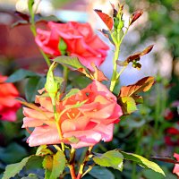 и снова цветут розы :: Николай и снова цветут розы :: Николай