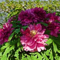 "Во-от такой!" - Разводит дитя руками, Показывая пион,  Кобаяси Исса :: Галина 