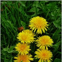 ОДУВАНИКИ... :: Elvira E. 