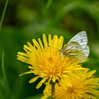 Про боярышницу... :: Николай Гирш