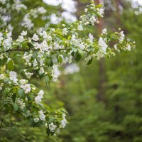 Яблоня в цвету :: Александр Синдерёв