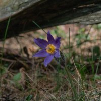 Цветок :: Игорь Бухало