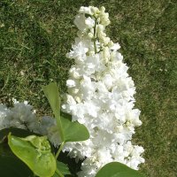 Белая сирень :: Freddy 97