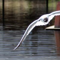 Чайка :: Елена Минина Чайка :: Елена Минина