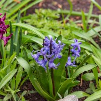 *** :: Дмитрий Лупандин *** :: Дмитрий Лупандин