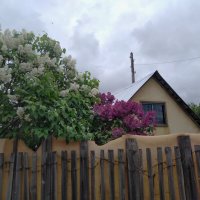 Цветущий май. :: Венера Чуйкова