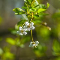 *Солнечный майский денёк* :: Анатолий Нецепляев
