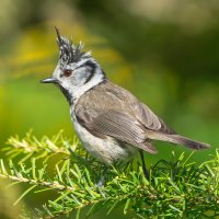 Гренадерка :: Viktor Makarov