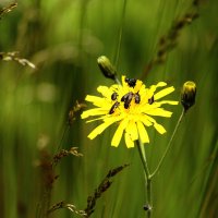 Насекомые. :: Lucy Schneider 