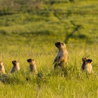 Выводок :: Валерий Черняк