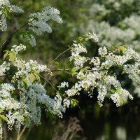 Черемухи цвет :: Андрей Зайцев