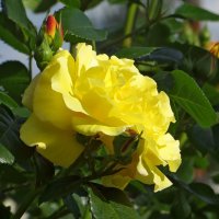 Жёлтые розы пахнут летом :: Татьяна Смоляниченко