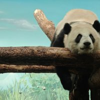 Панда Катюша :: <<< Наташа >>>