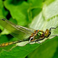 из снятого  вчера  3 :: Александр Прокудин