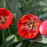 *** :: Надежда Куркина 