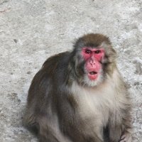 Японская макака :: <<< Наташа >>>