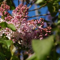 Сирени цвет (2) :: Елена Пономарева Сирени цвет (2) :: Елена Пономарева